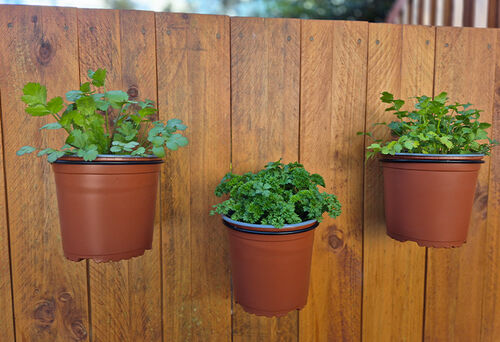 Herb Wall Rings - The Veggie Garden