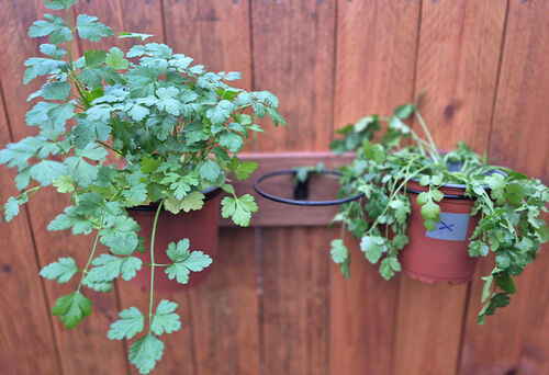 Water Extender - The Veggie Garden