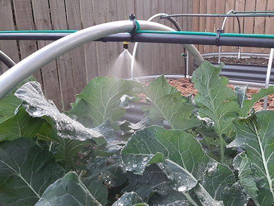 Garden Bed Watering - The Veggie Garden