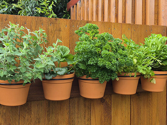 Herb Holders - The Veggie Garden Herb Holders - The Veggie Garden