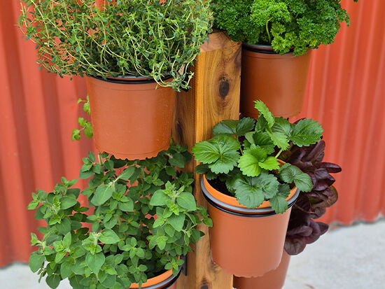 Herb Trees - The Veggie Garden Herb Trees - The Veggie Garden