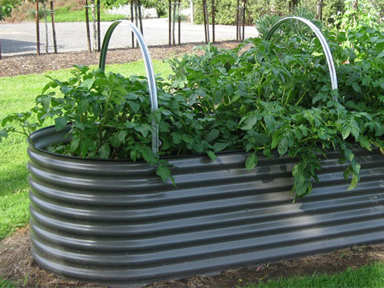 Raised Beds - The Veggie Garden
