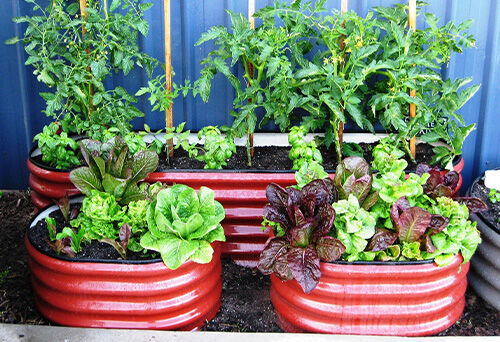 Garden Planters - The Veggie Garden