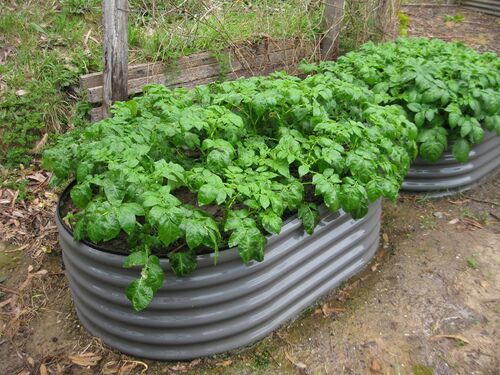 Garden Planters - The Veggie Garden