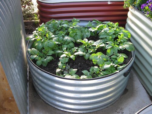 Garden Planters - The Veggie Garden