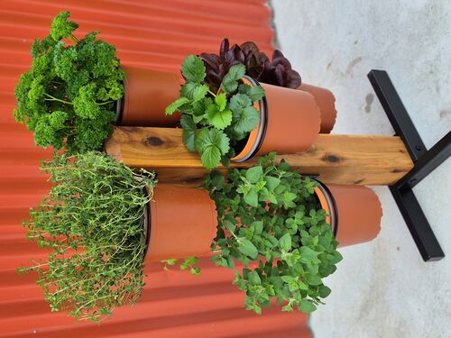 Herb Trees - The Veggie Garden