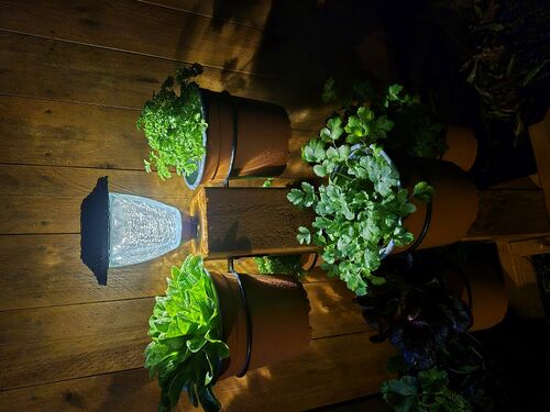 Herb Trees - The Veggie Garden